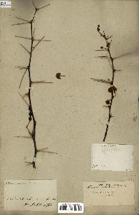 spécimen de Acacia arabica