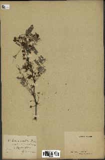 spécimen de Acacia arabica