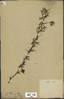 spécimen de Acacia arabica