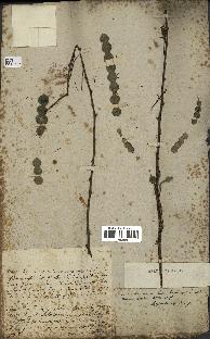 spécimen de Acacia arabica