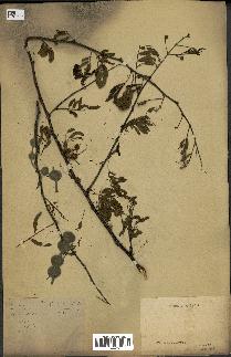 spécimen de Acacia arabica
