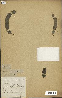 spécimen de Acacia arabica