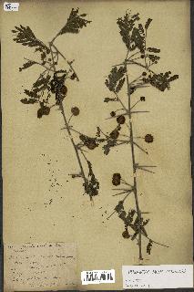 spécimen de Acacia arabica