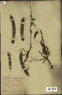 spécimen de Acacia arabica