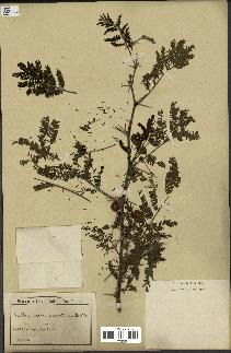 spécimen de Acacia arabica