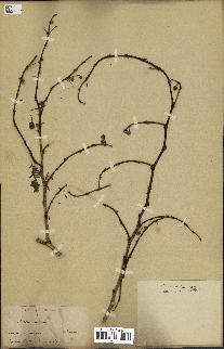 spécimen de Acacia arabica