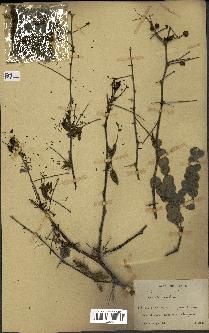 spécimen de Acacia arabica