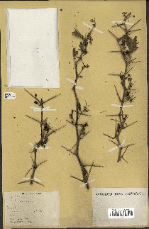 spécimen de Acacia arabica