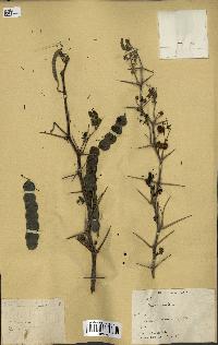spécimen de Acacia arabica