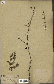 spécimen de Acacia arabica