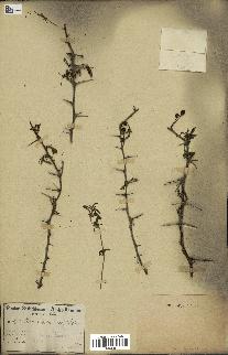 spécimen de Acacia arabica