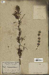 spécimen de Acacia arabica