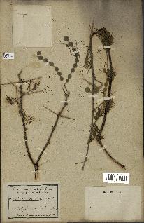 spécimen de Acacia arabica