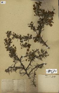 spécimen de Acacia arabica