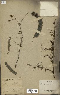 spécimen de Acacia arabica