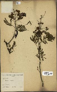 spécimen de Acacia arabica
