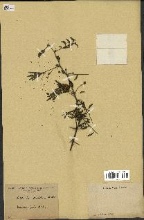 spécimen de Acacia arabica