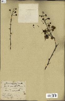 spécimen de Acacia arabica