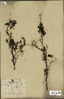 spécimen de Acacia arabica