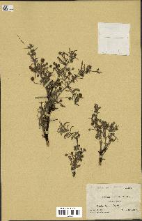spécimen de Acacia arabica
