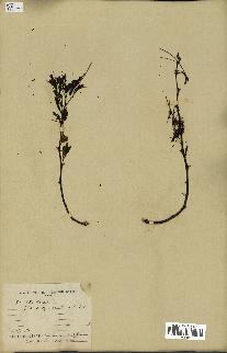 spécimen de Acacia arabica