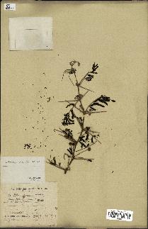 spécimen de Acacia arabica