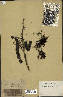 spécimen de Acacia arabica