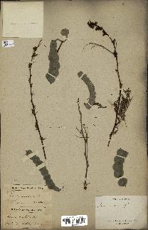 spécimen de Acacia arabica