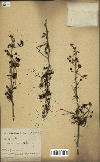 spécimen de Acacia arabica