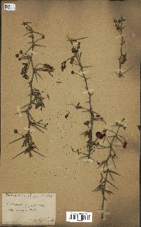 spécimen de Acacia arabica