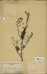 spécimen de Acacia arabica