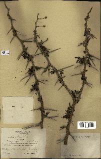 spécimen de Acacia arabica