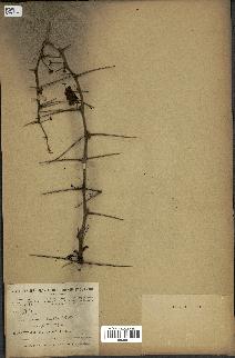 spécimen de Acacia arabica