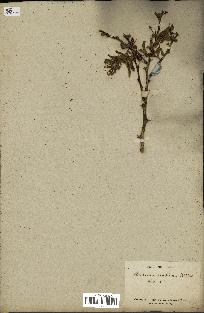 spécimen de Acacia arabica