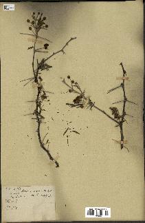 spécimen de Acacia arabica