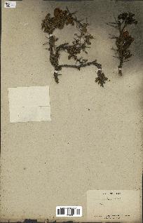 spécimen de Acacia arabica
