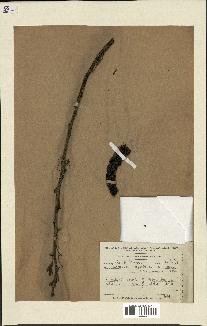 spécimen de Acacia arabica