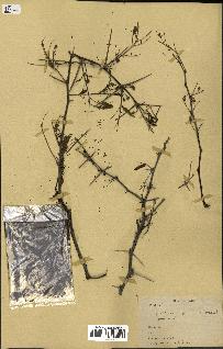 spécimen de Acacia arabica
