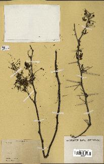 spécimen de Acacia arabica