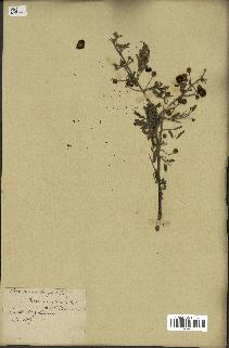 spécimen de Acacia arabica