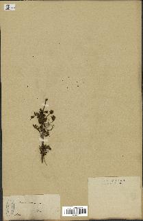 spécimen de Acacia arabica