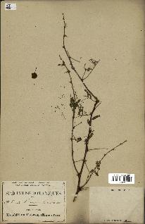 spécimen de Acacia arabica