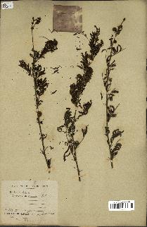spécimen de Acacia arabica