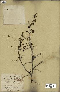 spécimen de Acacia arabica