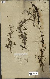 spécimen de Acacia arabica