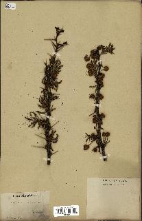 spécimen de Acacia arabica