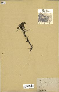 spécimen de Acacia arabica