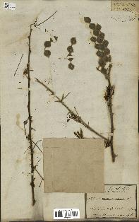 spécimen de Acacia arabica
