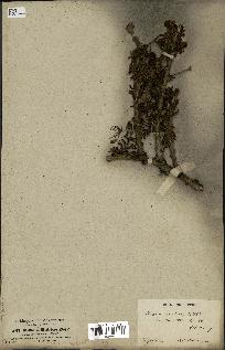 spécimen de Acacia arabica