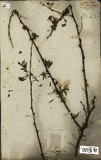 spécimen de Acacia nilotica
